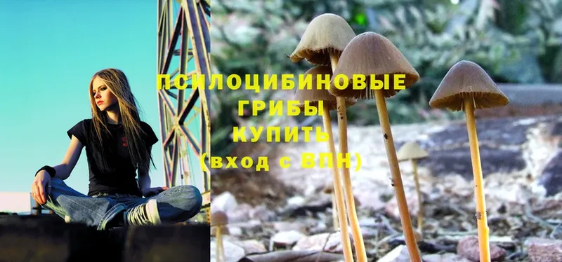 ОМГ ОМГ ССЫЛКА  Елец  Псилоцибиновые грибы Magic Shrooms 