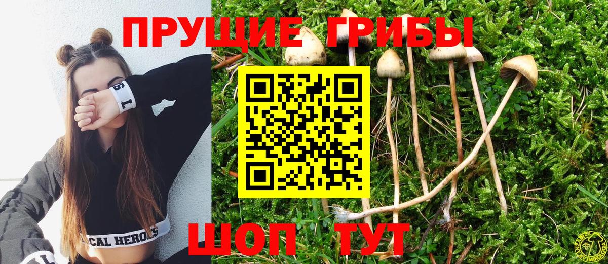 Галлюциногенные грибы Psilocybe Елец